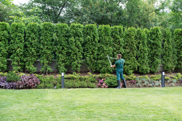 Best Lawn Disease Treatment  in Marlton, MD