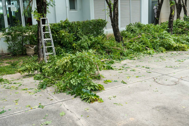 How Our Tree Care Process Works  in  Marlton, MD