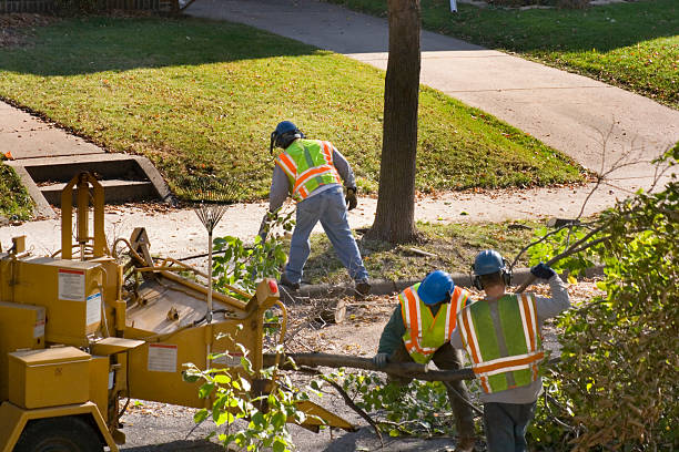 Best Fruit Tree Pruning  in Marlton, MD