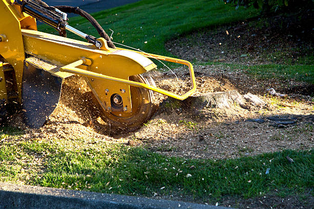 Best Palm Tree Trimming  in Marlton, MD