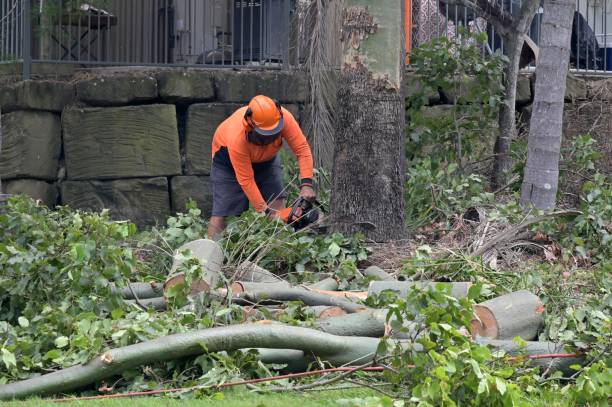 Best Tree Disease Treatment  in Marlton, MD