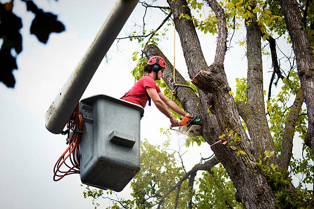 Best Tree Trimming and Pruning  in Marlton, MD